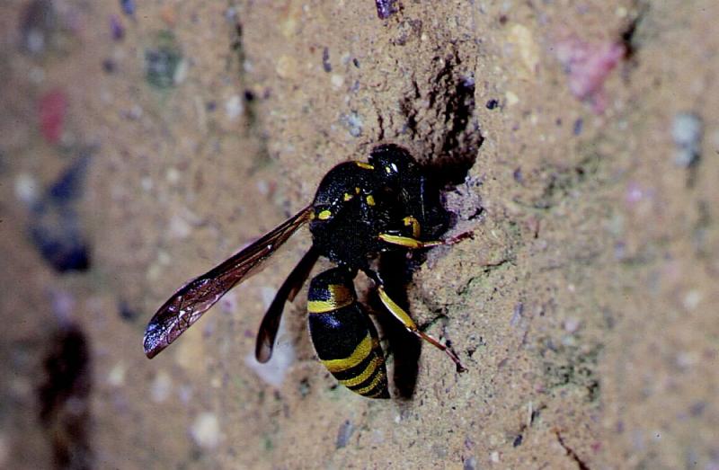 Nistwand für Insekten