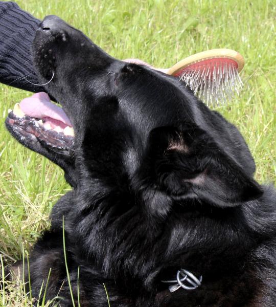 Maxi-Tierbürste für Langhaar