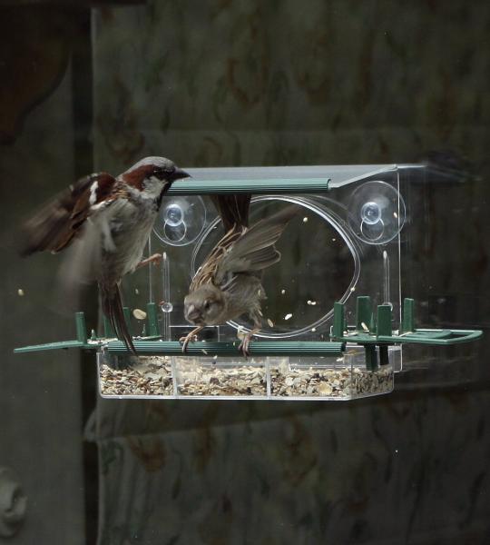 Vogelfutterhaus "Piep-Schau"