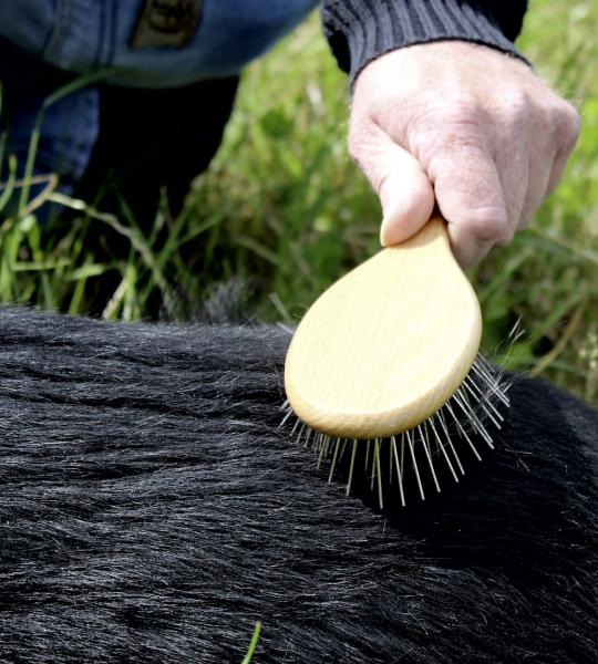 Maxi-Tierbürste für Langhaar